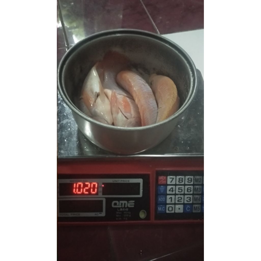 ikan nila merah segar konsumsi