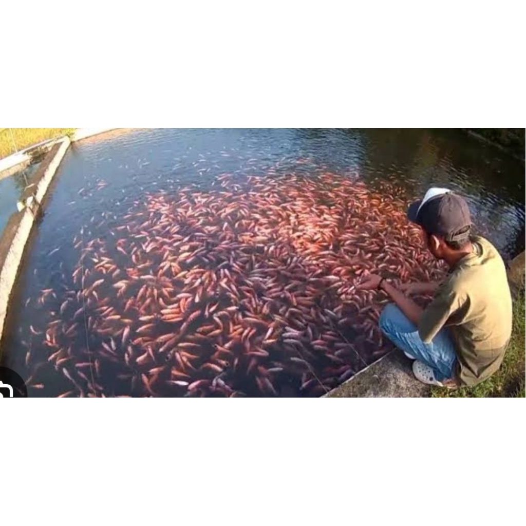 bibit bobot unggul bangkon vitamin super original ikan hiyas nila merah 20 rkor