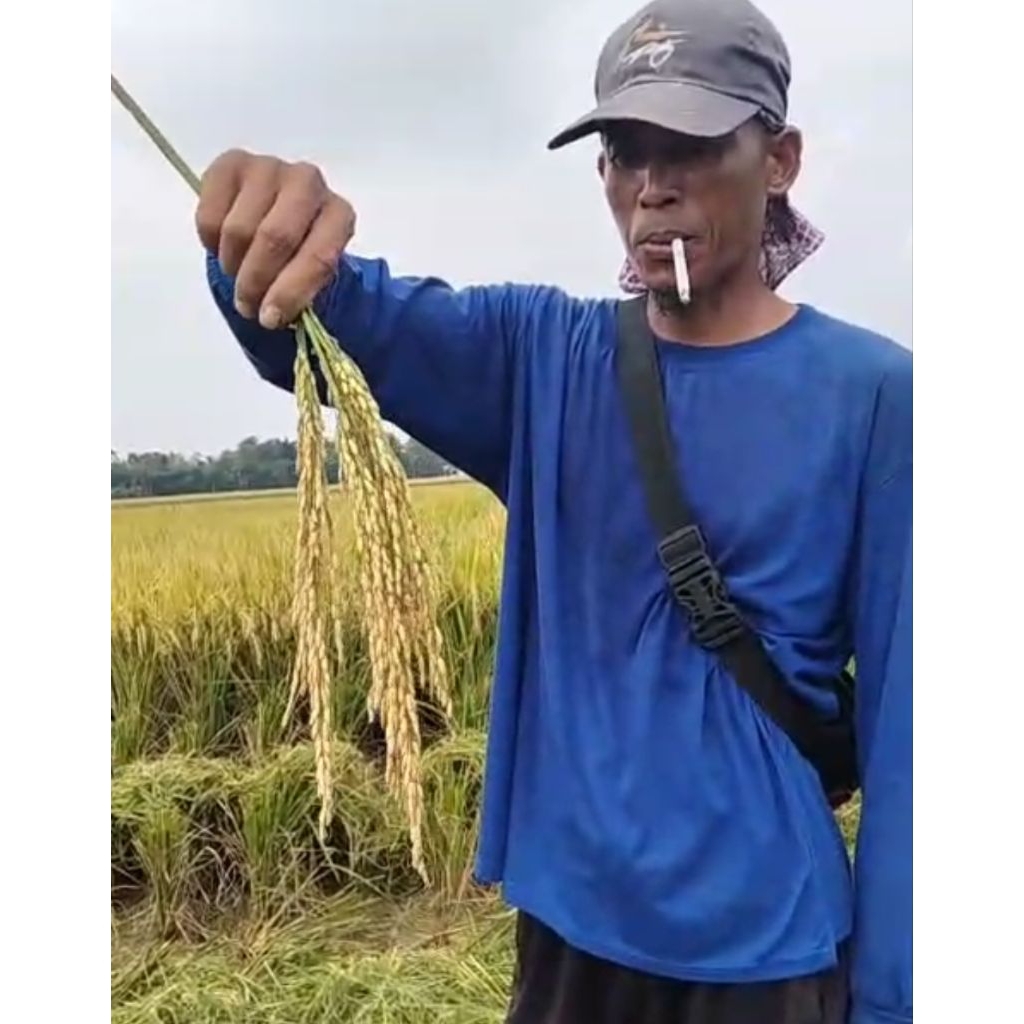 Bibit unggul INPARI 32 JUMBO Kemasan 5kg