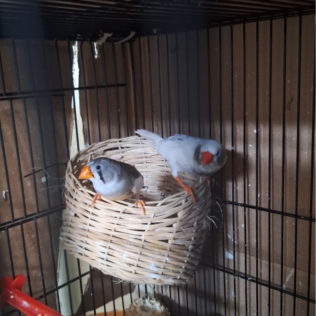 burung zebra finch aussie indukan sepasang2