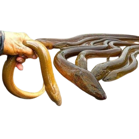 Ikan Belut 1Kg Ikan Belut Segar Ikan Belut Hidup Ikan Belut Sawah Segar Ikan Segar 1Kg