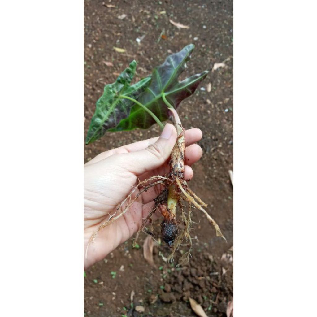 bibit bonggol keladi amazon keladi tengkorak