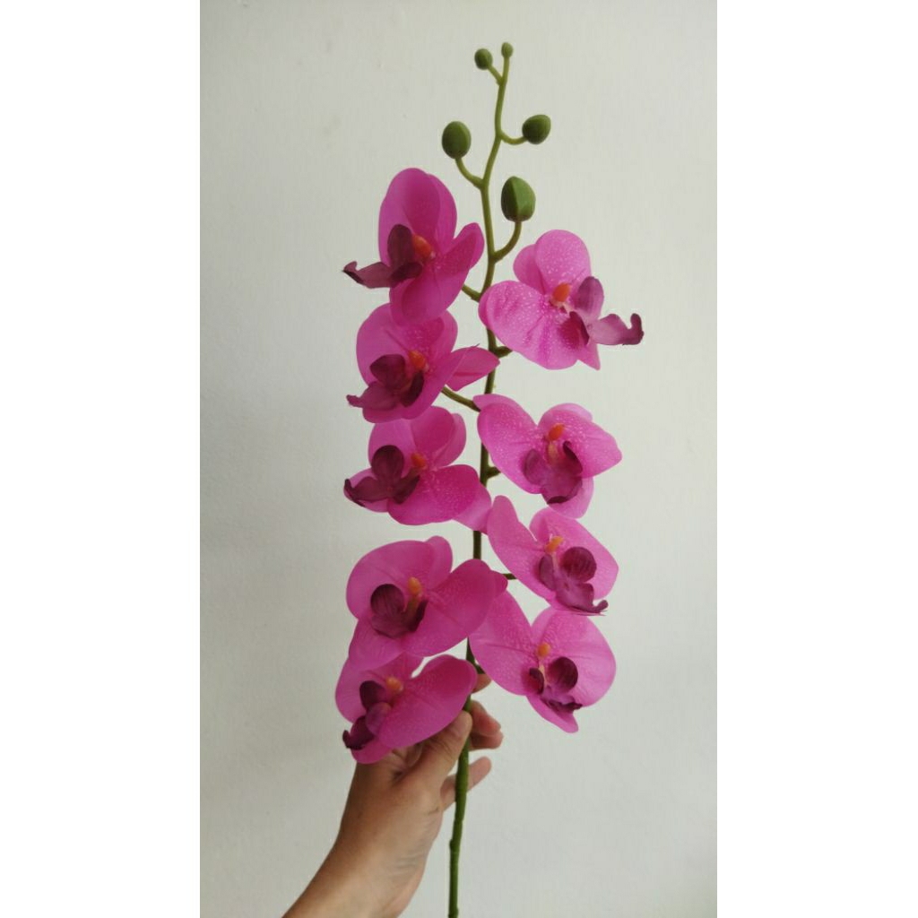 Anggrek Bulan Latex Lateks Premium Putih Merah Ungu Gradasi