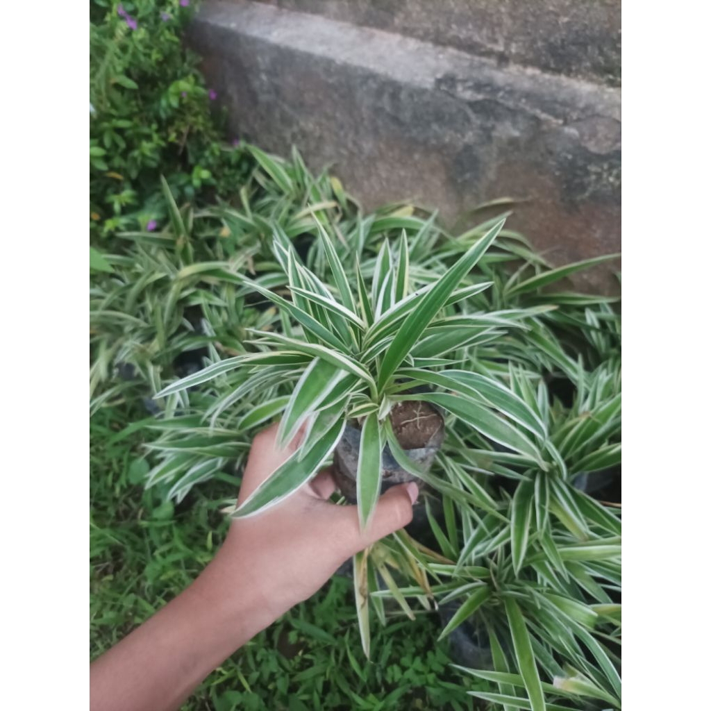 Tanaman hias bunga lili paris uk kecil siap tanam