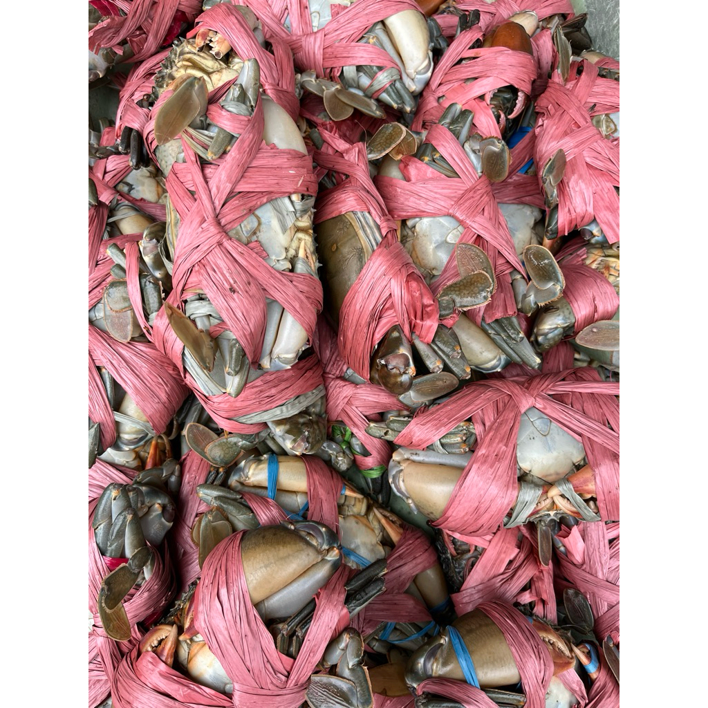 KEPITING TELUR GEMUK, HIDUP