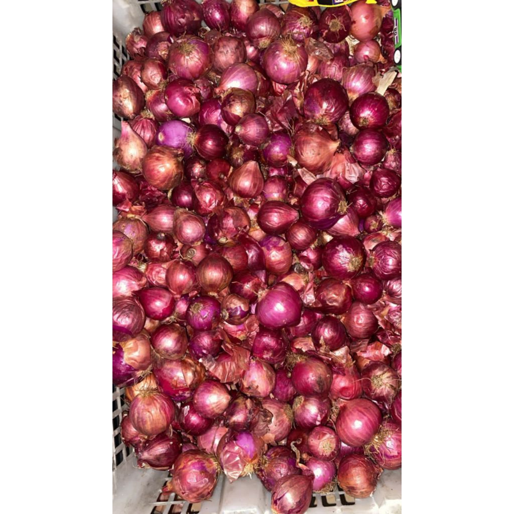 Bawang Merah india Bawang peking