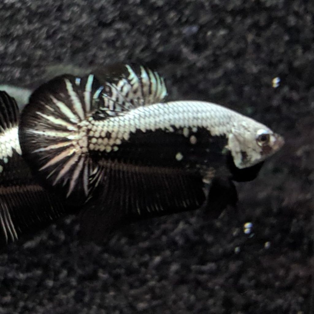 cupang black samurai, hiasan akuarium kebutuhan akuarium