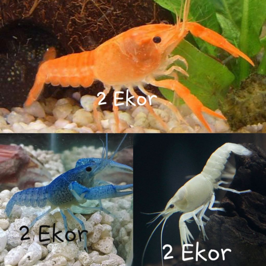 Lobster Paket 6 Ekor Blue, Orange dan White Hiasan Aquarium Dan Aquascape