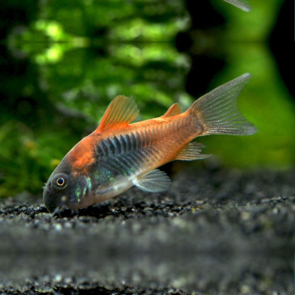 Corydoras Vene