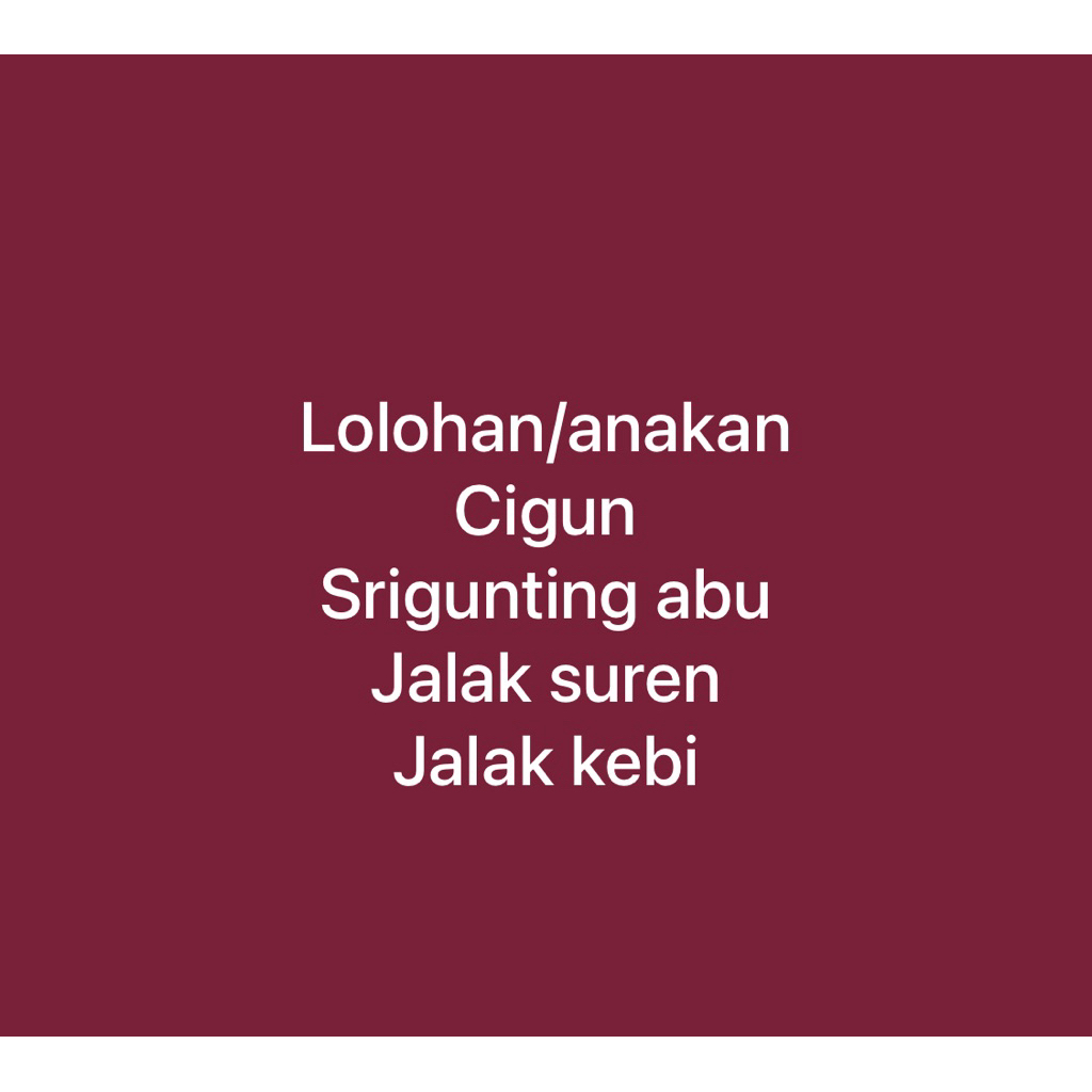 lolohan/anak cigun srigunting suren