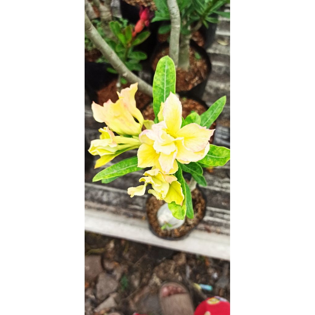 Adenium ID Dunhuang Sudah Berbunga Bunga Tumpuk