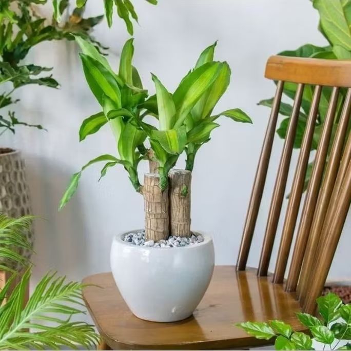 Tanaman Hias Bonsai Brazilian Wodd Hanjuang Sudah Berdaun Hijau Pohon Hias Bonsai Brazilian Wodd bat