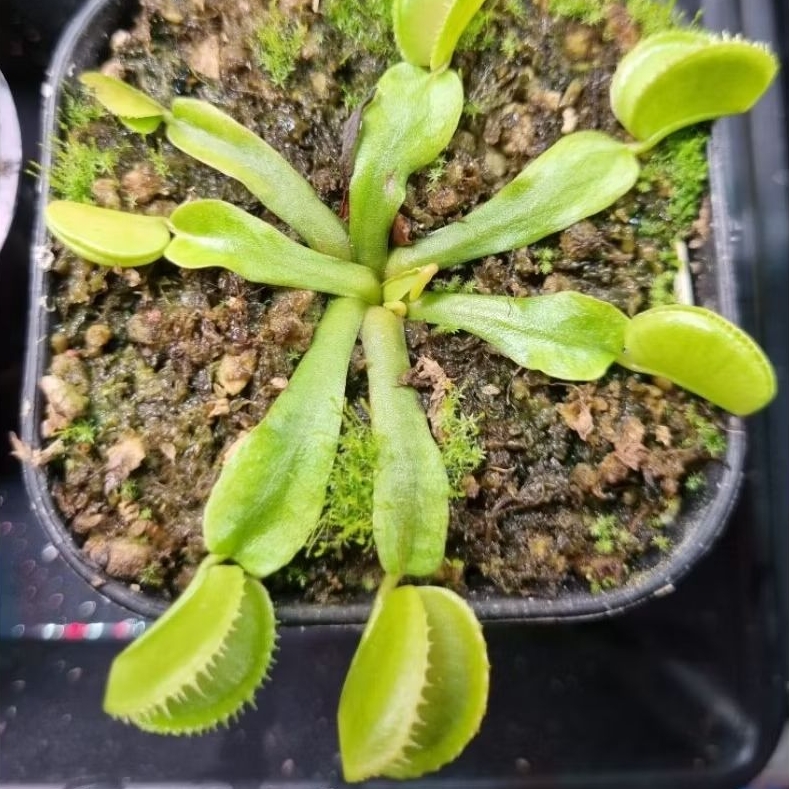 [Collector Item] Tanaman Karnivora Pemakan Serangga Venus Flytrap "MICRODENT"