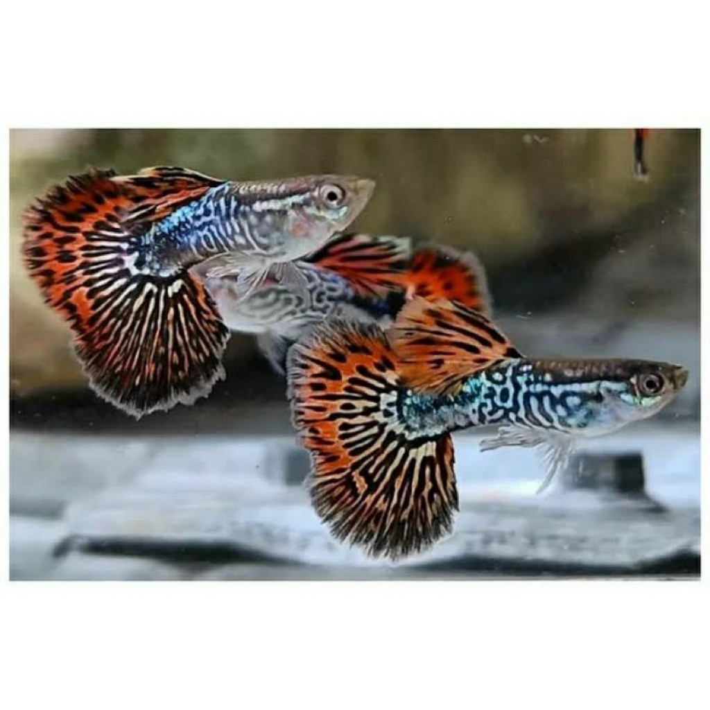 paket guppy 10/20 pcs cobra dragon mix hiasan aquarium cantik