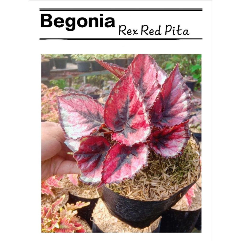 Begonia rex red pita