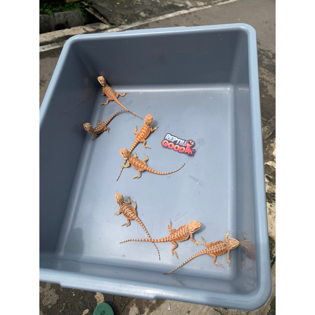 Mainan Bearded Dragon