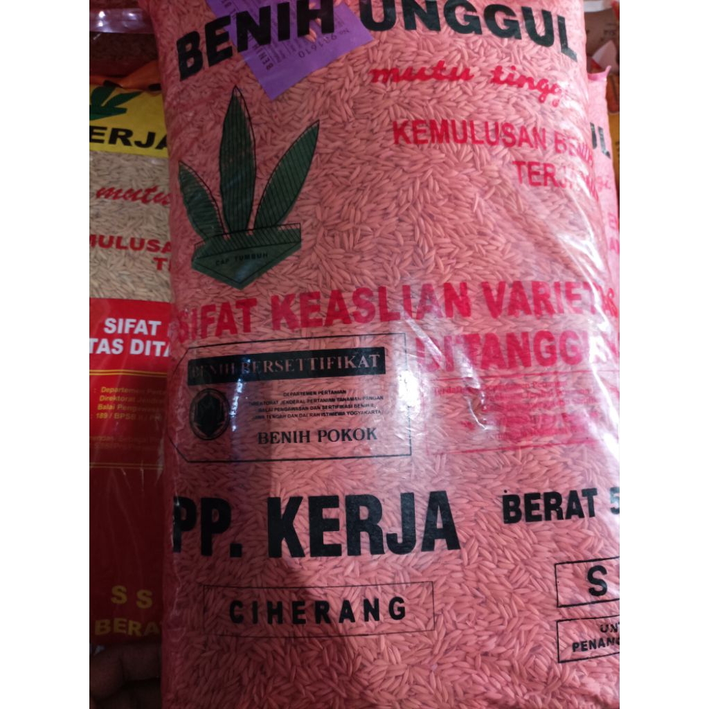 benih padi ciherang pp kerja standar ss