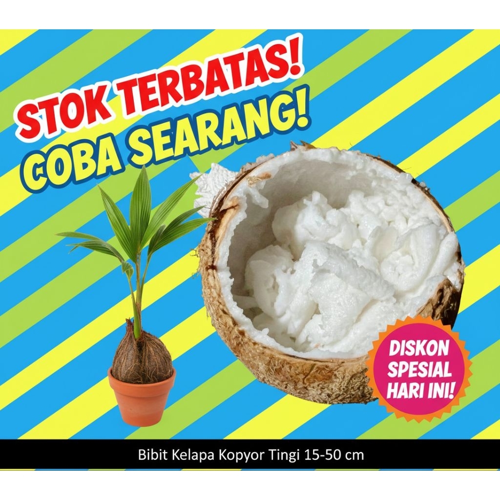 PROMO  Bibit Kelapa Kopyor, Bibit Kelapa Kopyor Asli, Bibit Kelapa Kopyor Bersertifikat