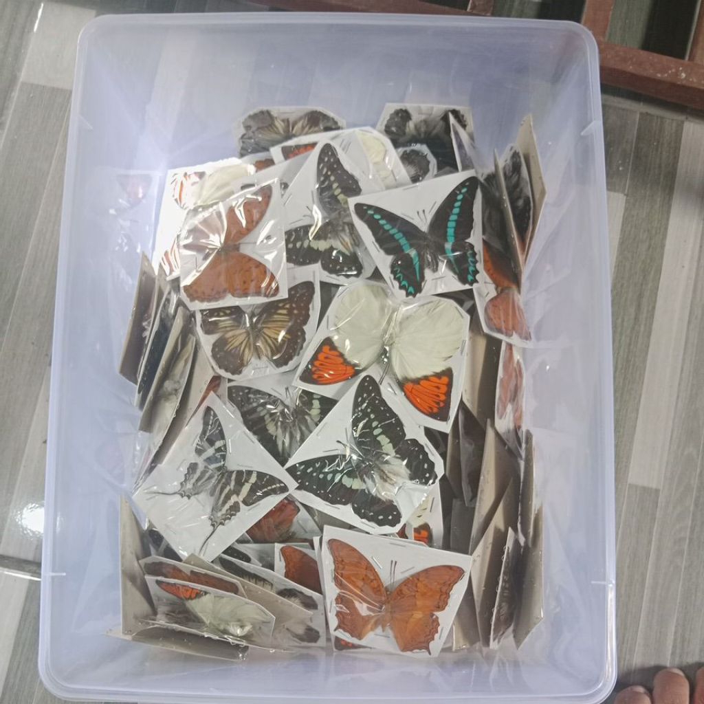 Awetan kupu kupu mix reseller