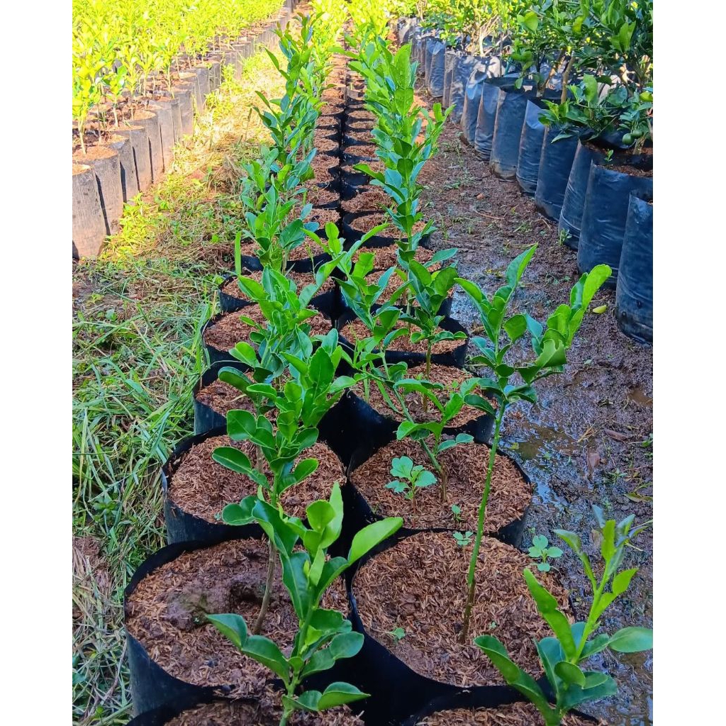 pohon jeruk purut / tanaman jeruk purut