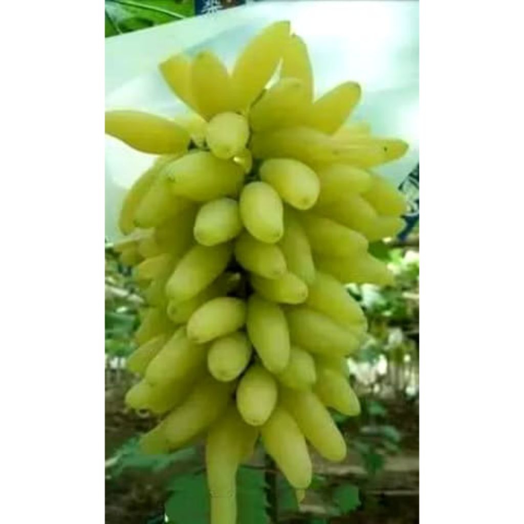 BIBIT ANGGUR IMPORT HIJAU TANPA BIJI JUMBO