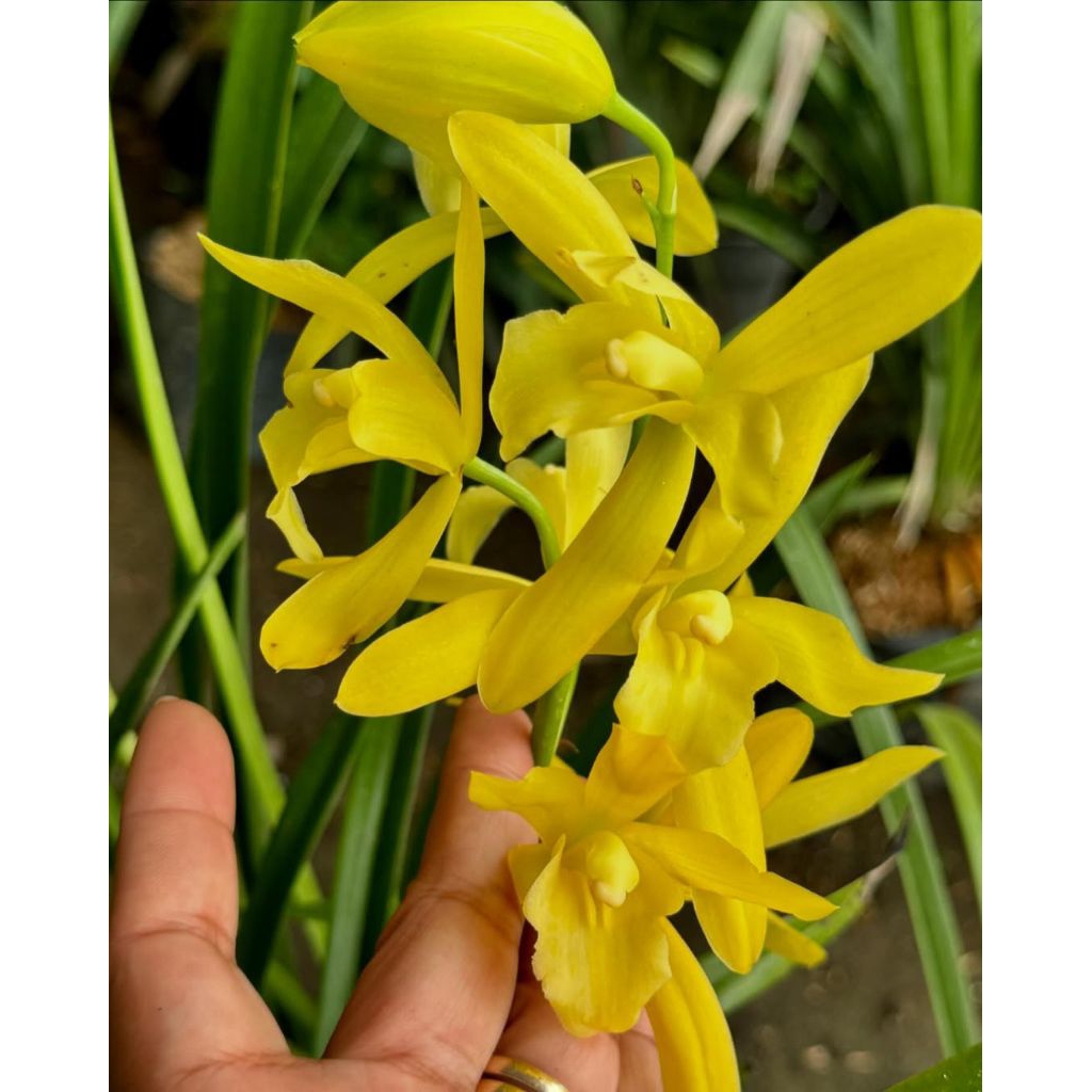 pohon anggrek tanah bunga kuning / tanaman hias anggrek tanah bunga kuning