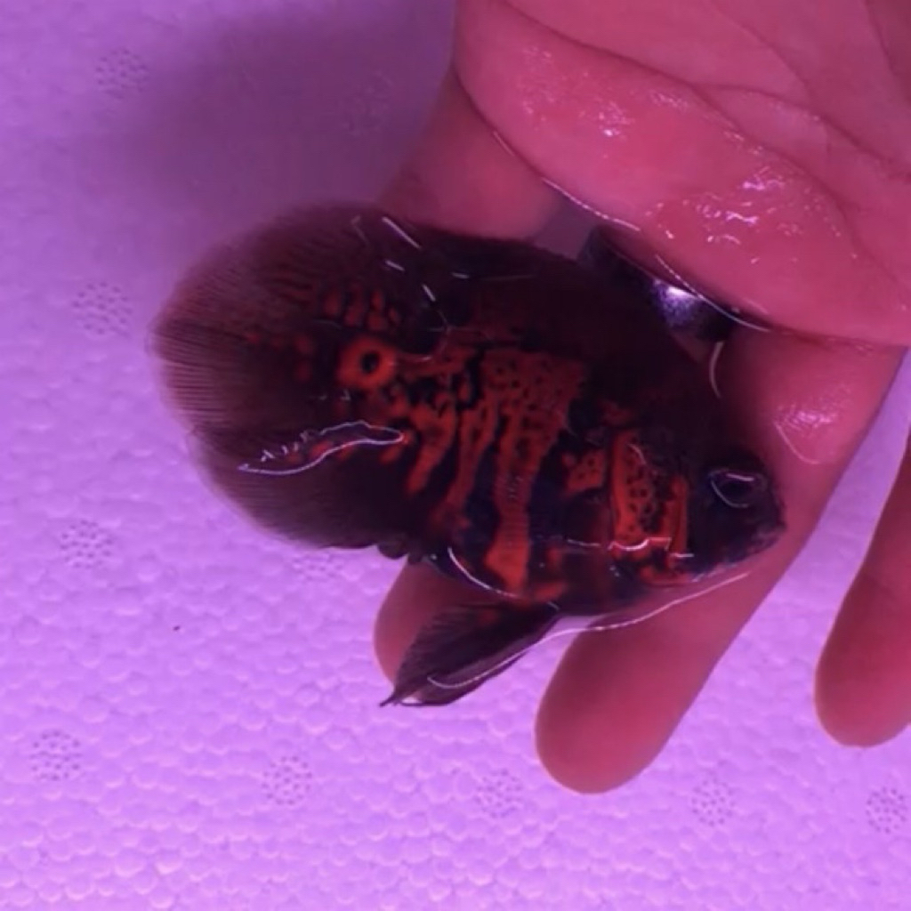 Oscar Black Tiger Good marking short body impor in Thailand / oscar sb