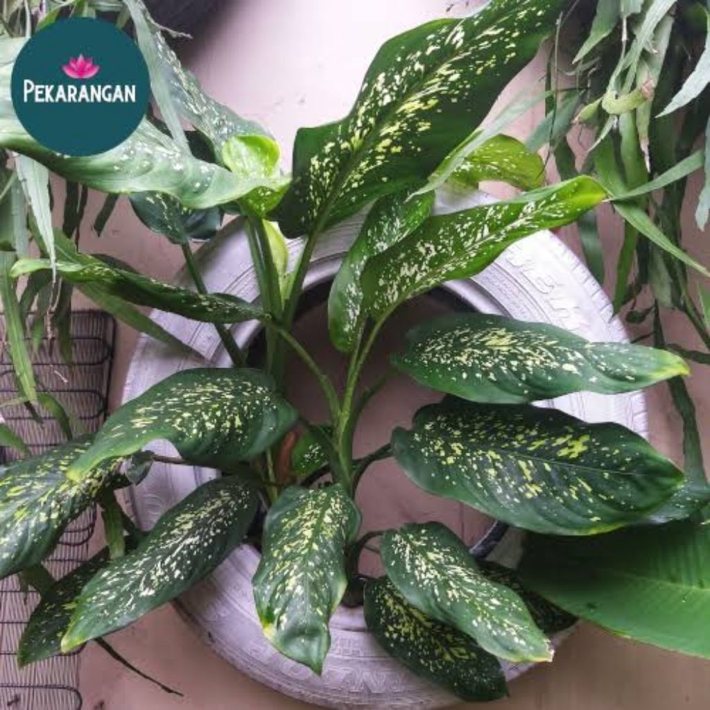 Tanaman hias blanceng / beras tumpah |