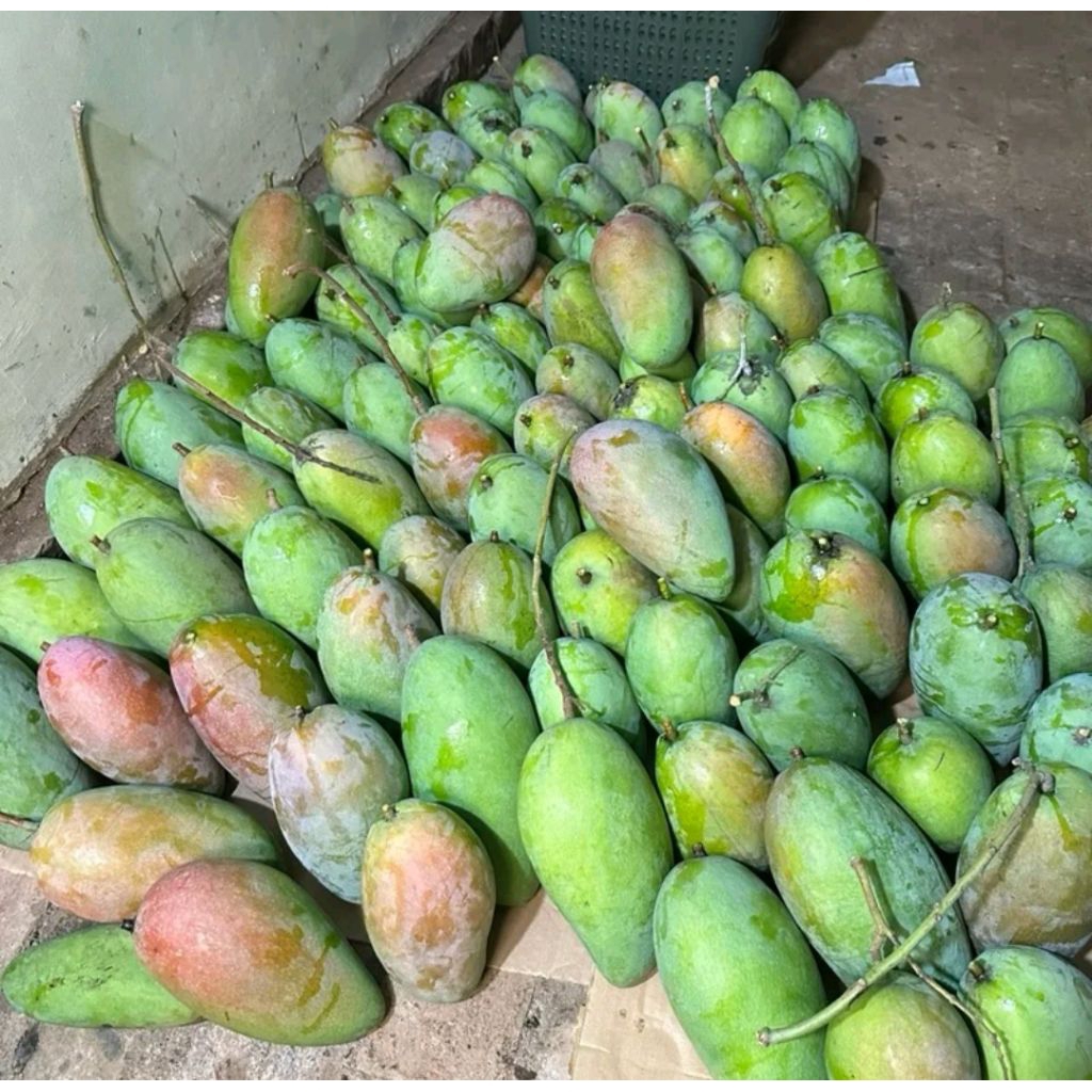 Mangga Kiojay Mengkal dari Majalengka / mangga rujak