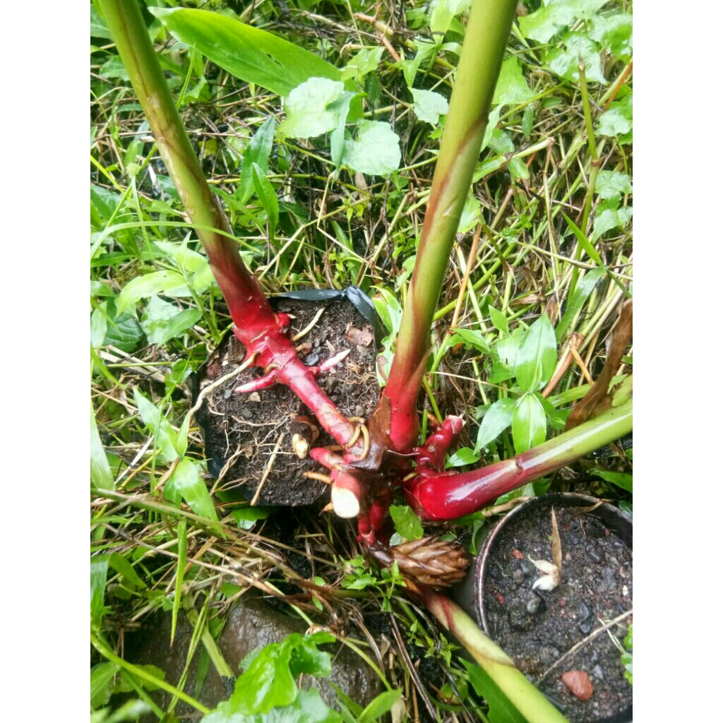 pohon bibit kapulaga kapulogo siap bunga