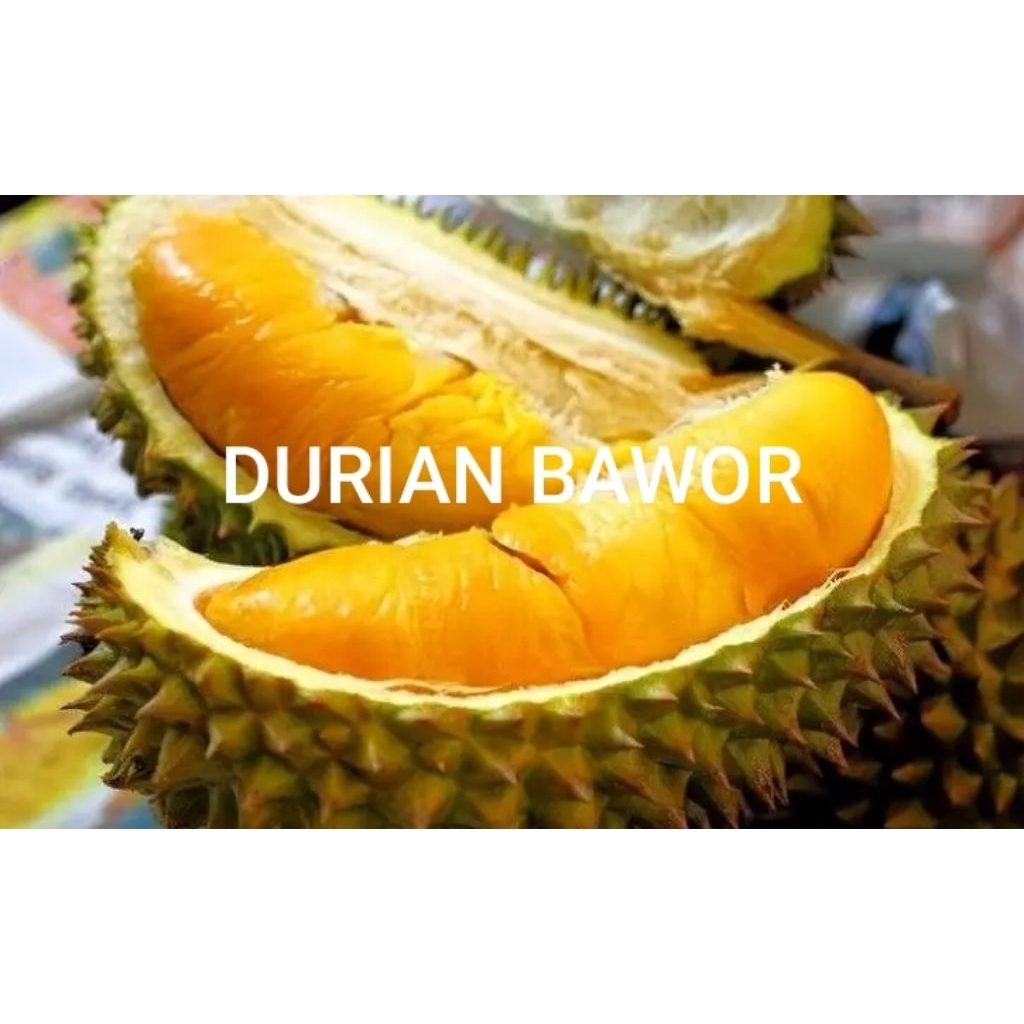 PROMO .. BUAH DURIAN BAWOR BULAT UTUH FRESH MANIS