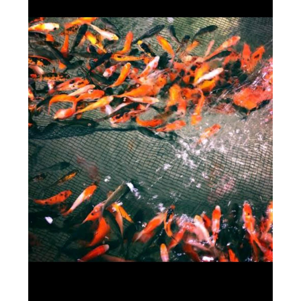 ikan mas pakan predator