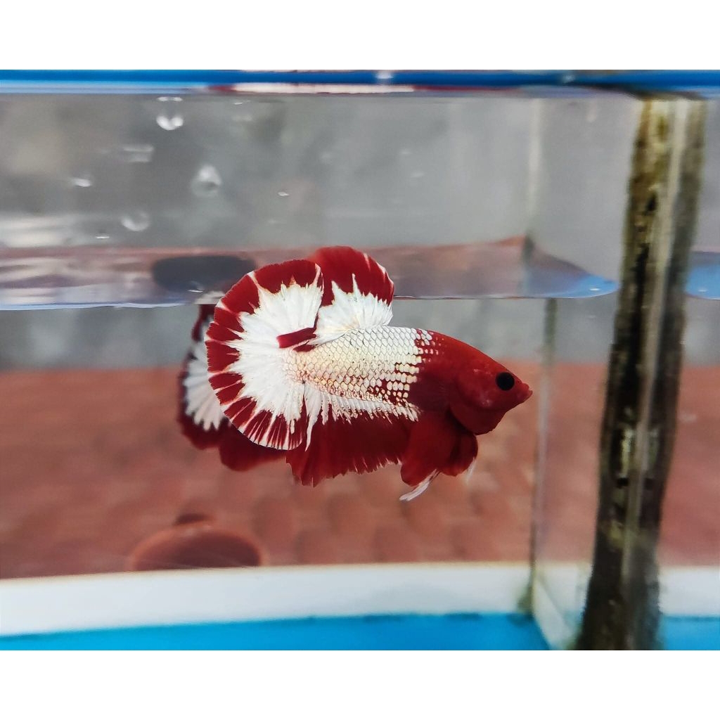 (PROMO) Plakat Male Fancy Coopper FCCP Red Head Top Grade