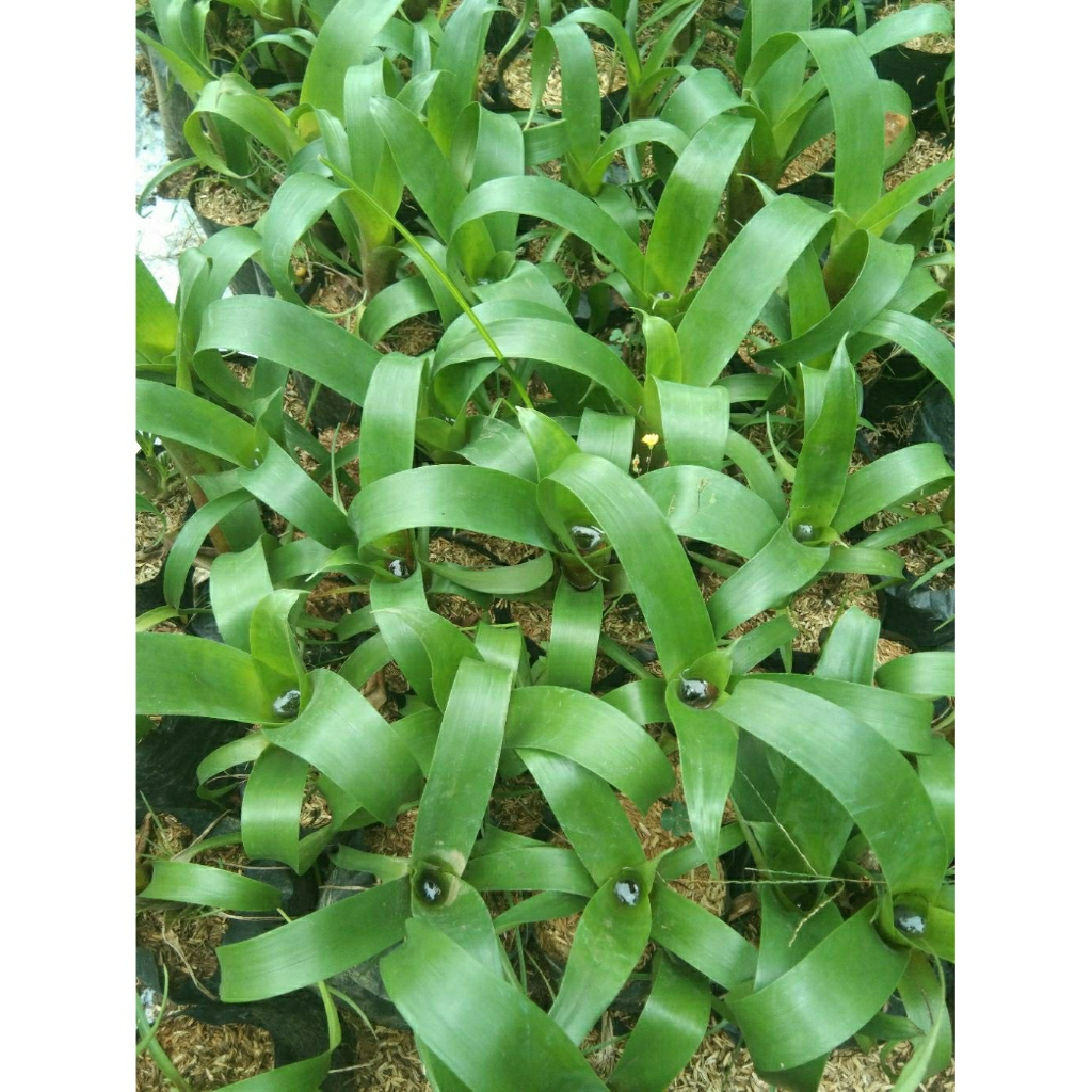 Bromelia Giant Hijau - Bibit Tanaman Bromelia Giant Hijau - Tanaman Hias Bromelia Giant Hijau Rimbun
