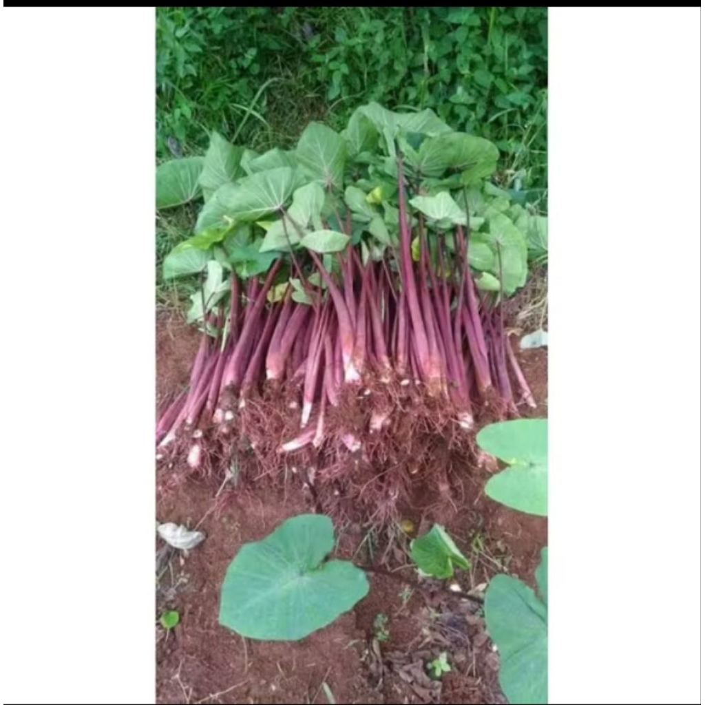 bibit talas bentul/taro isi 1000 bibit