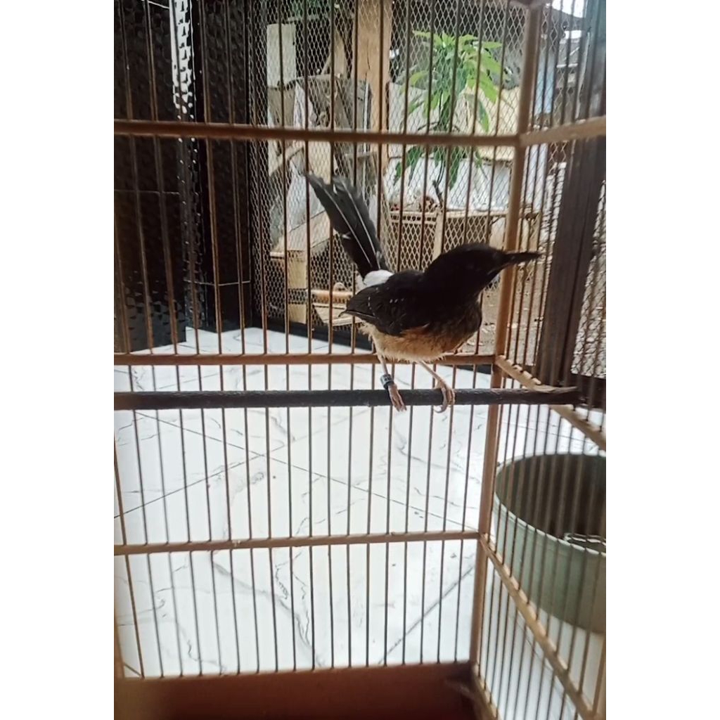 murai trotol ekor panjang 30x19cm