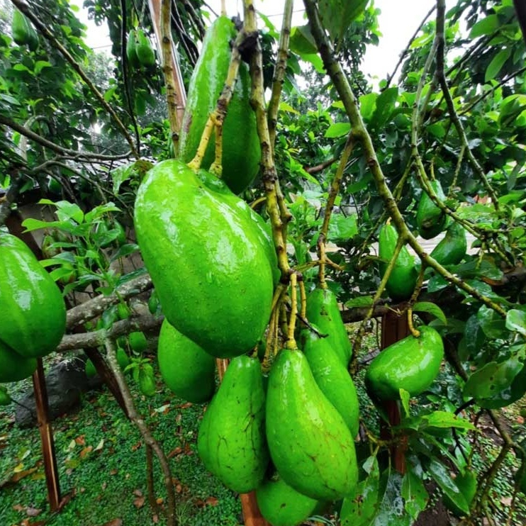 entres alpukat siger lampung / pucuk tunas alpukat siger lampung