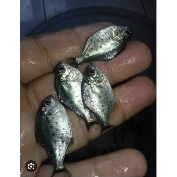 ikan piranha rbp ikan predator