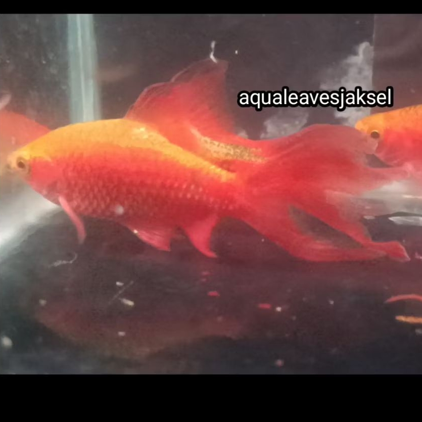 ikan barbir red slayer