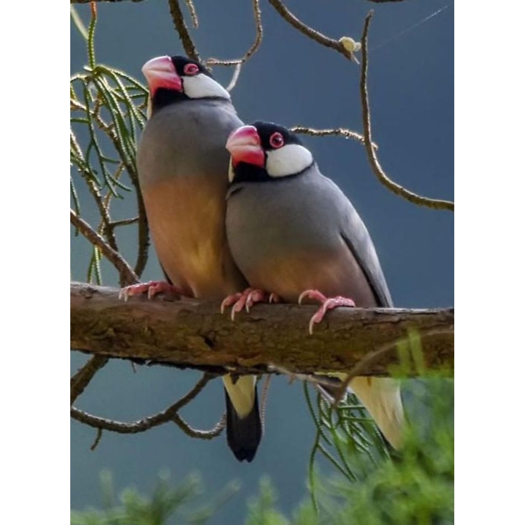 gelatik belong dewasa pasangan