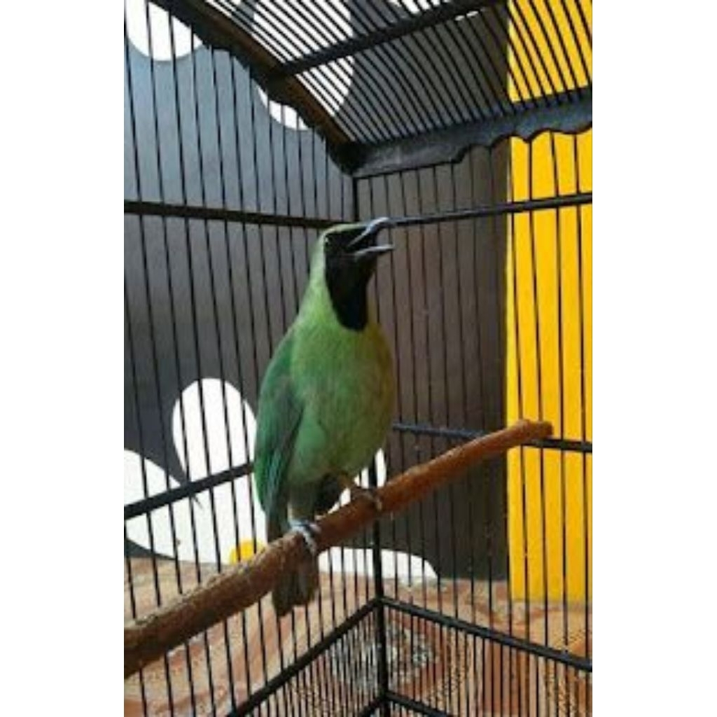 cucak ijo Jawa timur gacor super