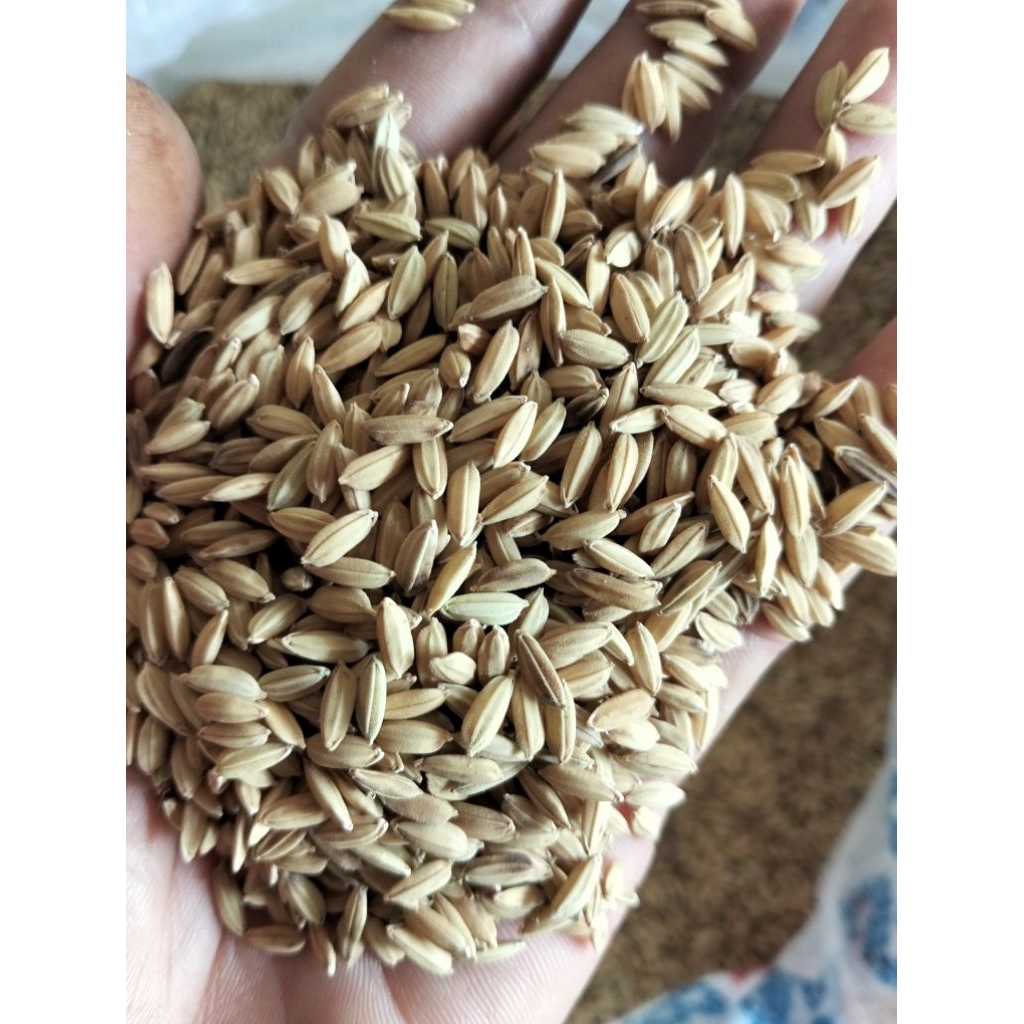 Gabah Bulat Pakan Ayam Bangkok, Ayam Aduan