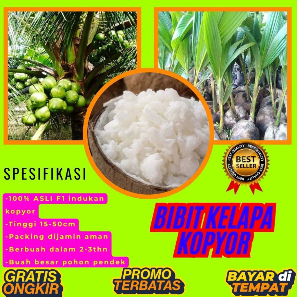 100 % ASLI  Pohon Kelapa Kopyor, Pohon Kelapa Kopyor Asli, Pohon Kelapa Kopyor Bersertifikat