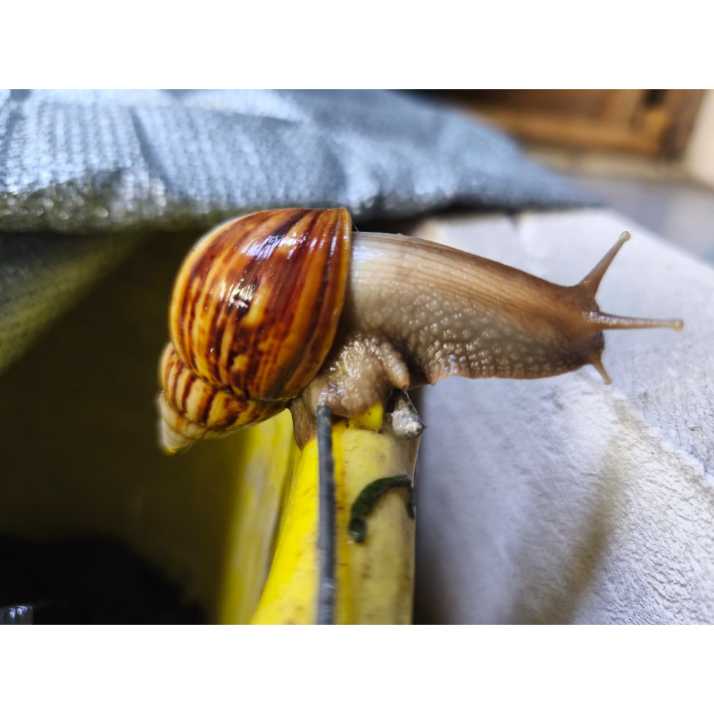 Lissachatina fulica atau Bekicot Hidup Hasil Budidaya