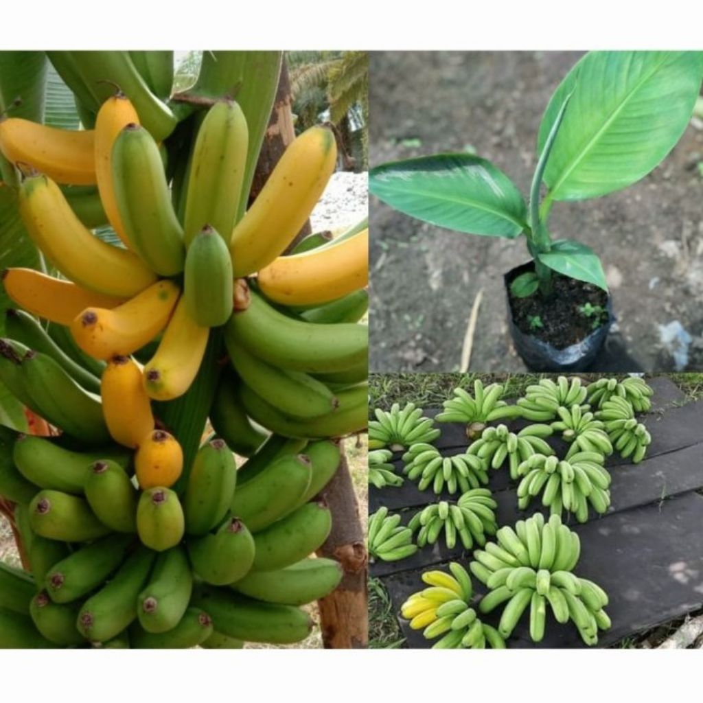BIBIT POHON PISANG RAJA UNGGUL BERKUALITAS - POHON PISANG RAJA SIAP TANAM