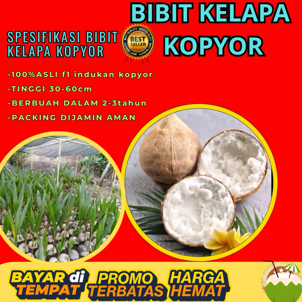 PROMO  Bibit Kelapa Kopyor, Bibit Kelapa Kopyor Asli, Bibit Kelapa Kopyor Bersertifikat