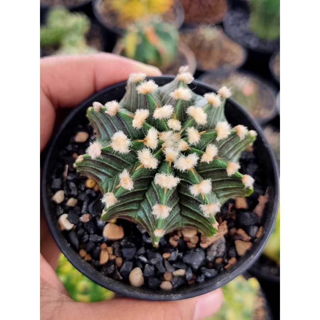 LB VOS 1241 FLUFFY SEEDLING DI POT 8CM//KAKTUS HIDUP//KAKTUS//KAKTUS MURAH//KAKTUS HIAS//KAKTUS OUTD