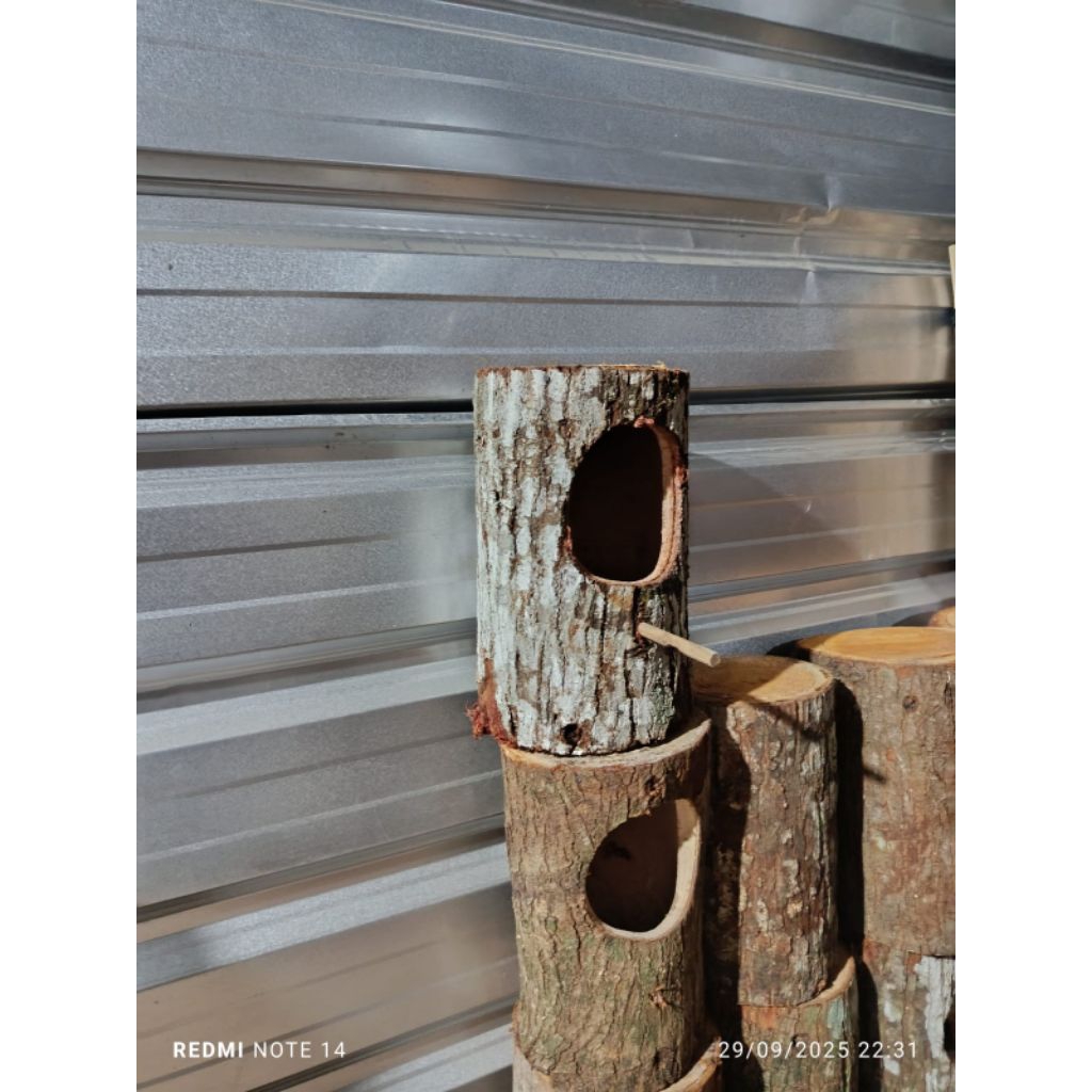 GLODOK POHON BURUNG MURAI