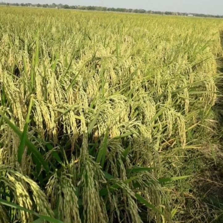 Benih Padi Inpari 32 Super Jumbo