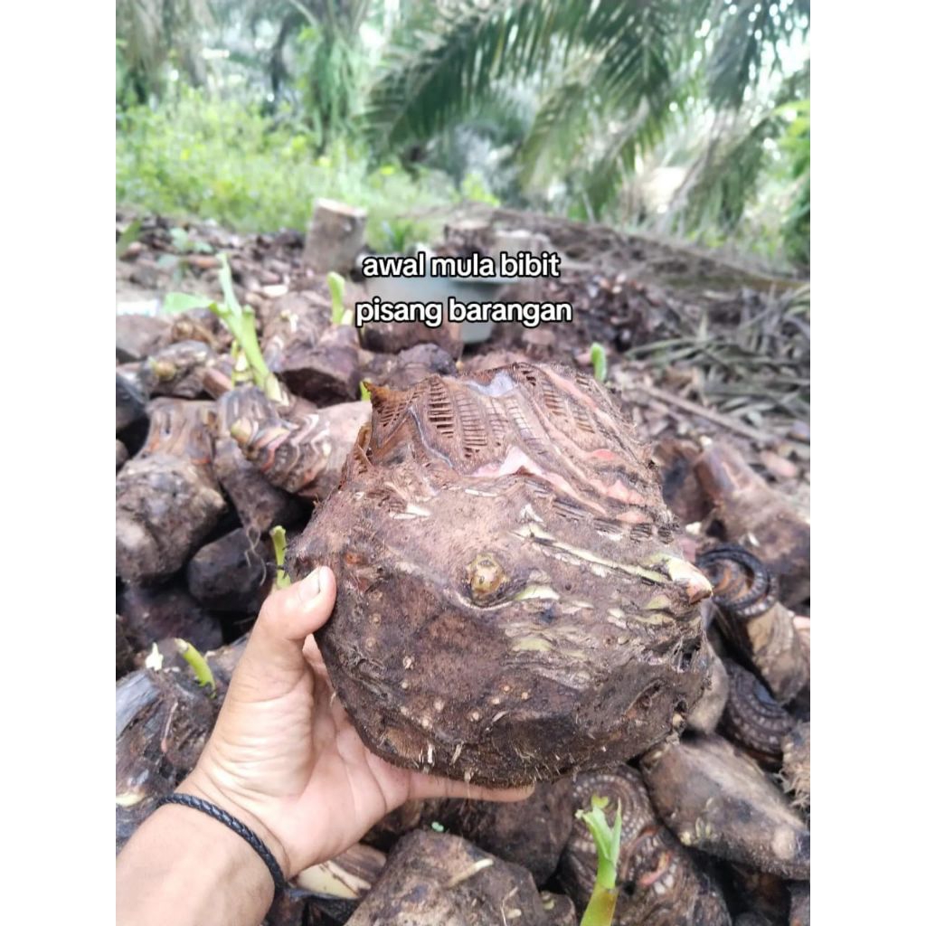 Promo(isi15+1bonggol)bonggol pisang tanduk super bonggol asli dongkelan siap tanam
